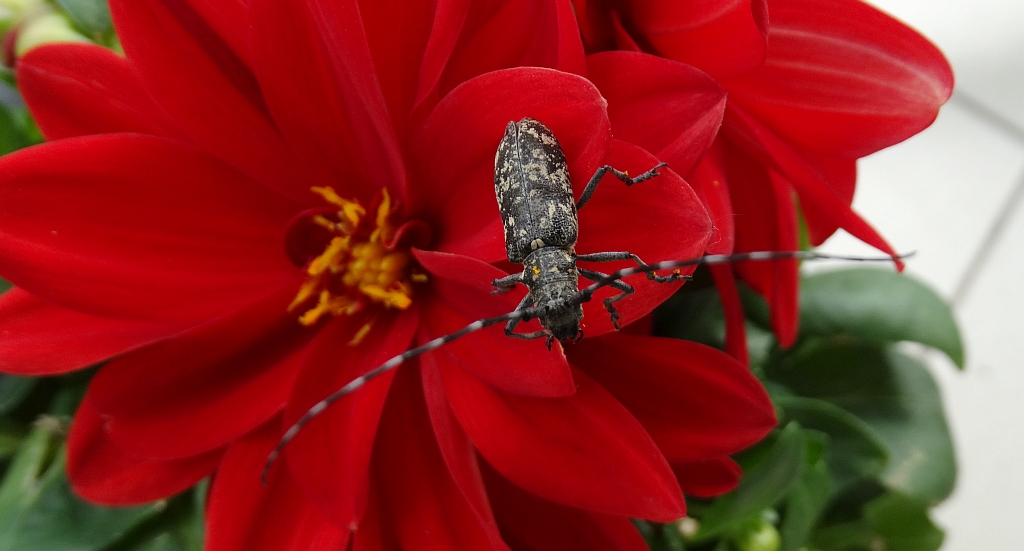 Żerdzianka krawiec (Monochamus sartor)