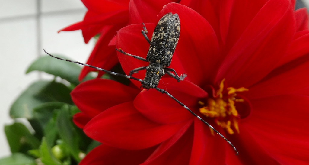 Żerdzianka krawiec (Monochamus sartor)