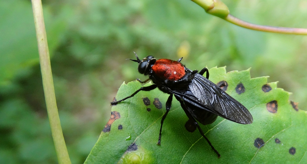 Siodłówka czerwonogrzbieta (Clitellaria ephippium)