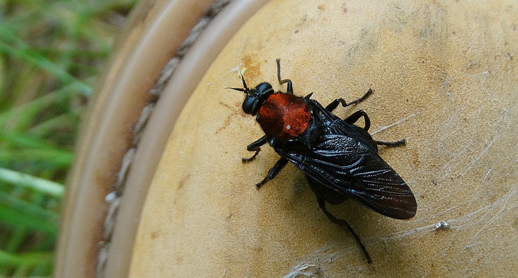 Siodłówka czerwonogrzbieta (Clitellaria ephippium)