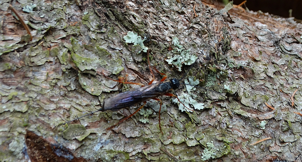 Kłowacz podżegacz (Pimpla instigator)