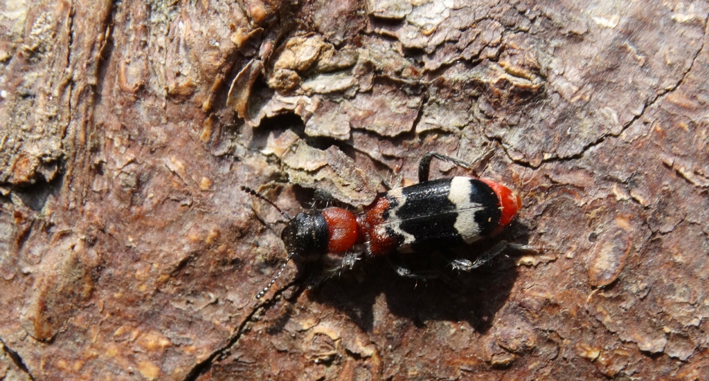 Przekrasek mróweczka (Thanasimus formicarius)