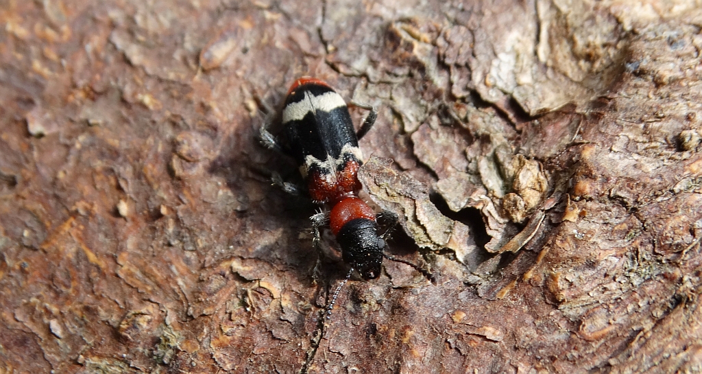 Przekrasek mróweczka (Thanasimus formicarius)