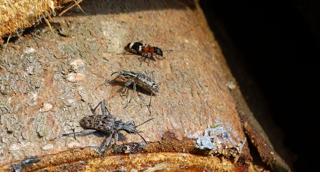 Przekrasek mróweczka (Thanasimus formicarius) i rębacz sosnowiec (Rhagium inquisitor)