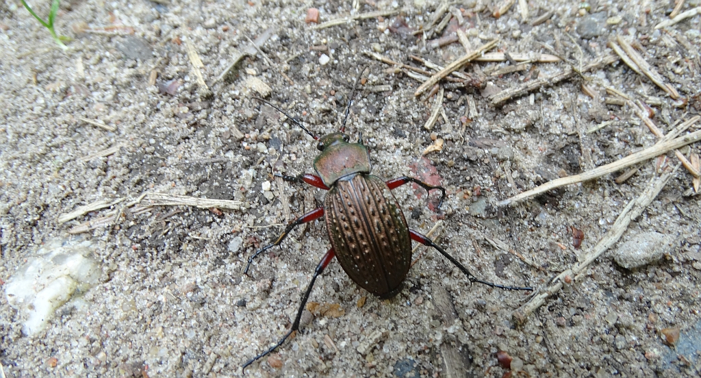 Biegacz granulowany (Carabus granulatus)