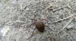 Biegacz granulowany (Carabus granulatus)
