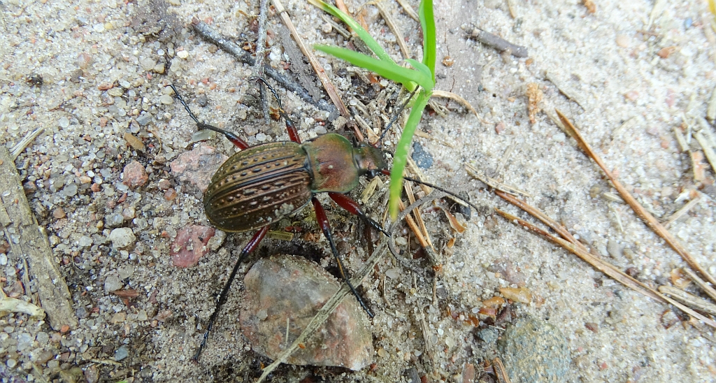Biegacz granulowany (Carabus granulatus)
