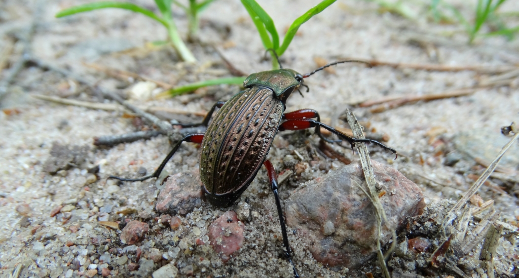 Biegacz granulowany (Carabus granulatus)