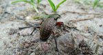 Biegacz granulowany (Carabus granulatus)