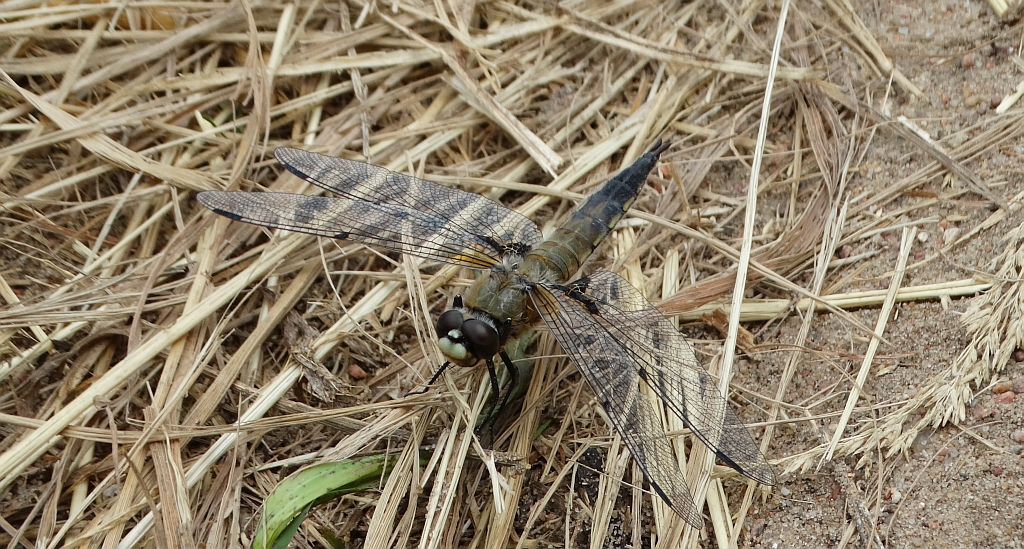 Ważka czteroplama (Libellula quadrimaculata)