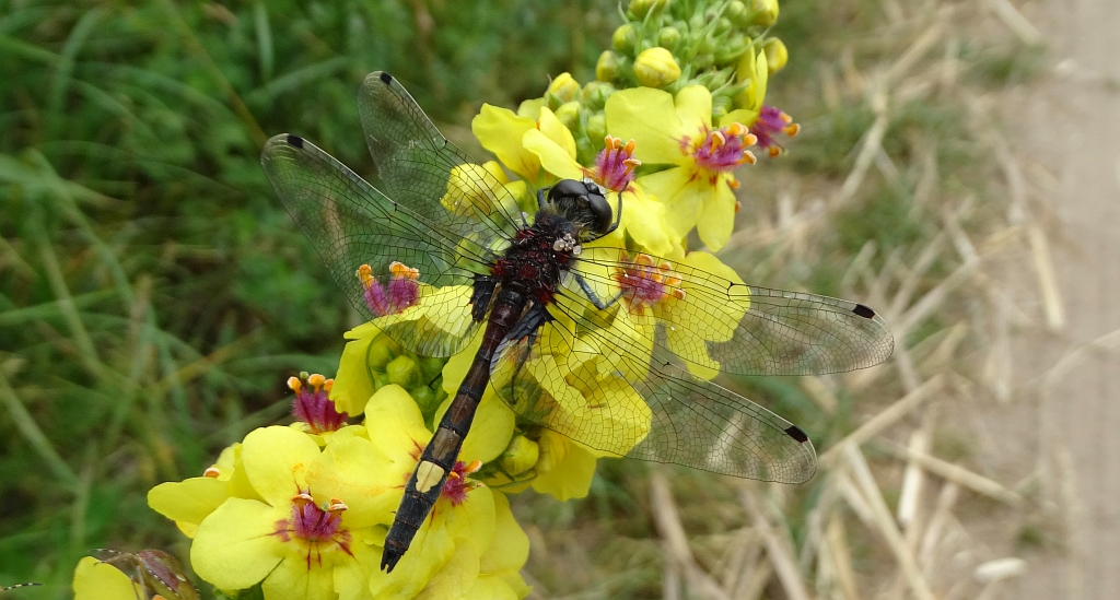 Zalotka większa (Leucorrhinia pectoralis)
