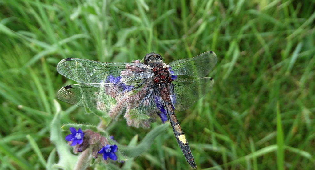 Zalotka większa (Leucorrhinia pectoralis)