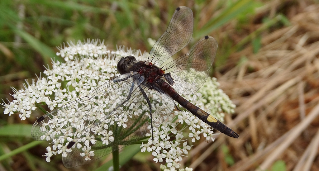 Zalotka większa (Leucorrhinia pectoralis)