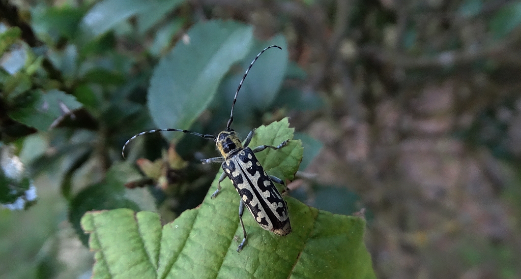 Rzemlik plamisty (Saperda scalaris)