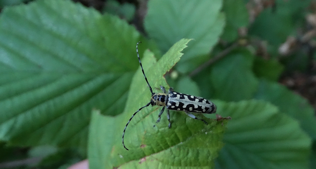 Rzemlik plamisty (Saperda scalaris)