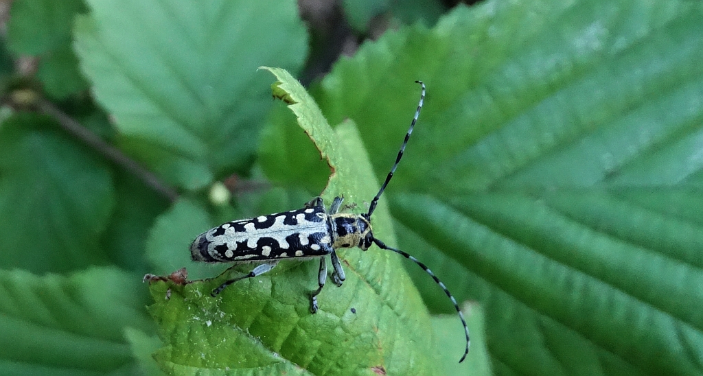 Rzemlik plamisty (Saperda scalaris)