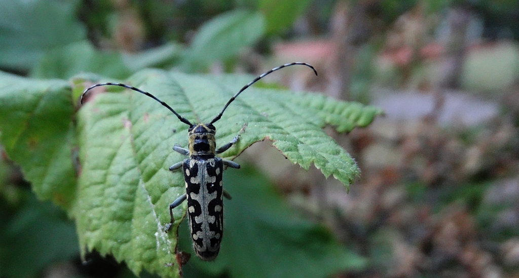 Rzemlik plamisty (Saperda scalaris)