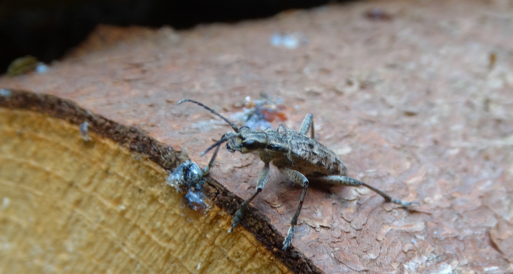 Rębacz sosnowiec (Rhagium inquisitor)