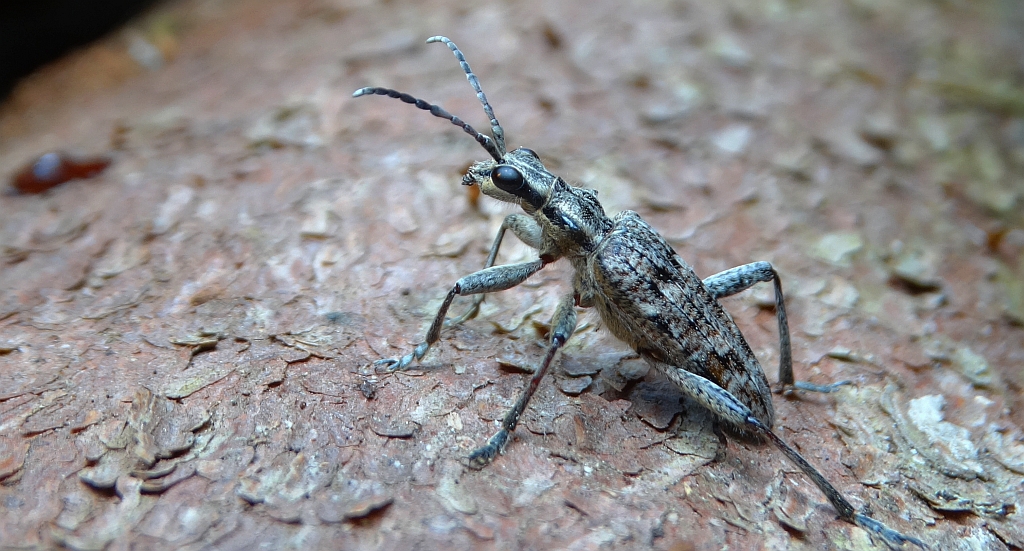 Rębacz sosnowiec (Rhagium inquisitor)