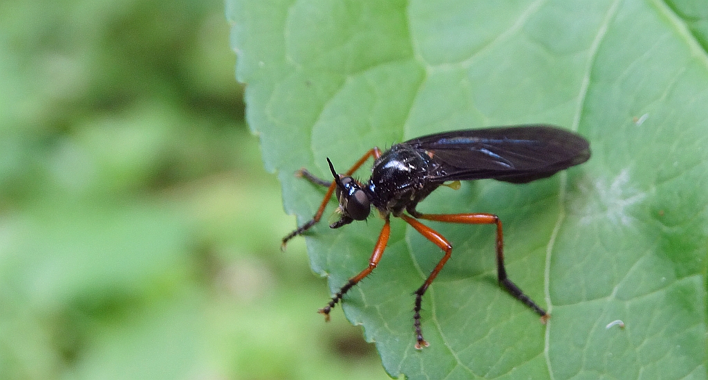 Pędźka rudonoga (Dioctria rufipes)