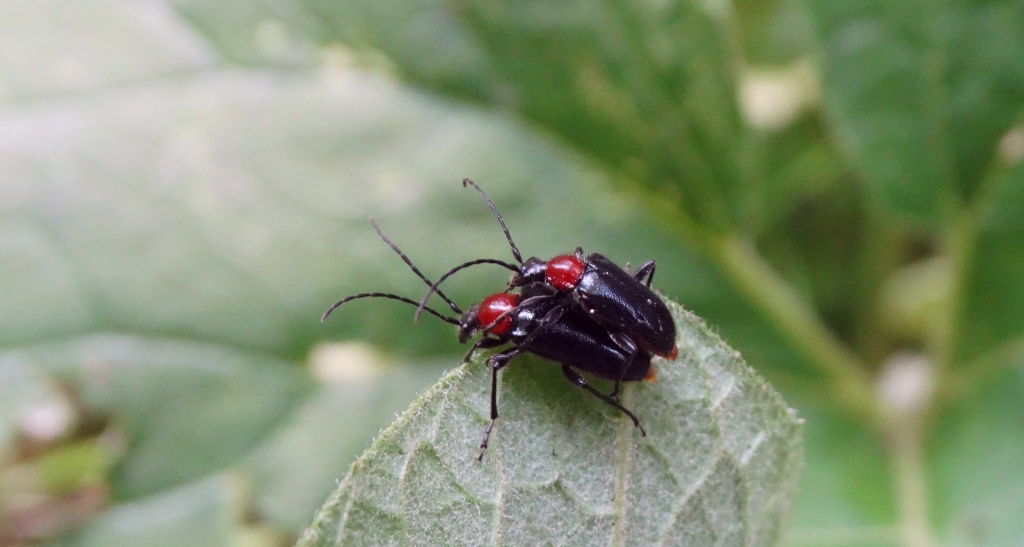 Rozpylak topolowy (Dinoptera collaris)