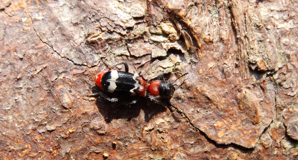 Przekrasek mróweczka (Thanasimus formicarius)