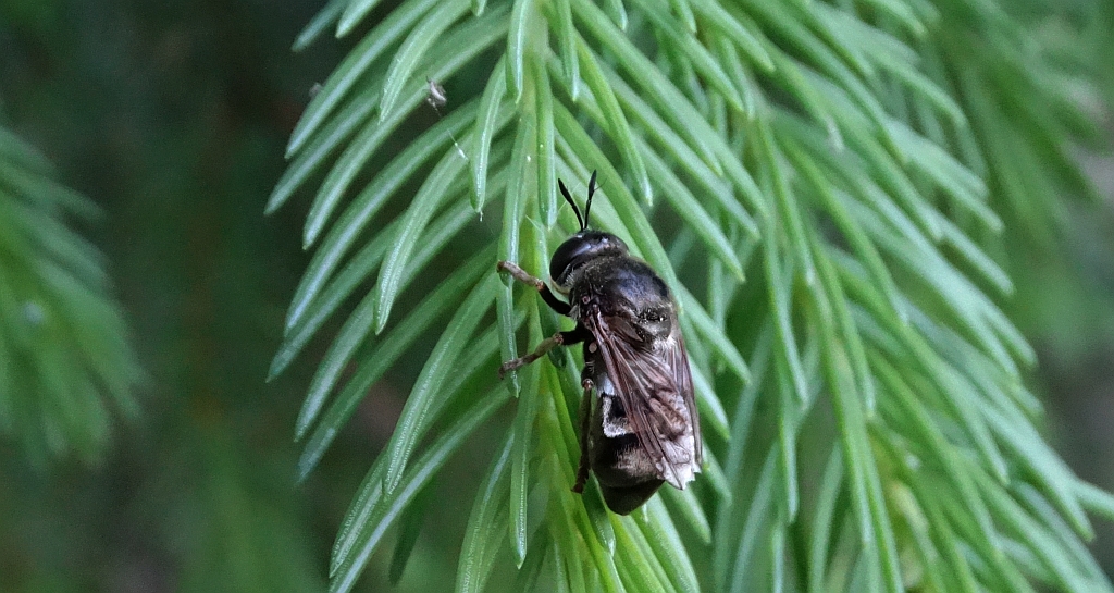 Borecznik sosnowiec (Diprion pini)