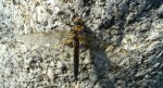Ważka czteroplama (Libellula quadrimaculata)