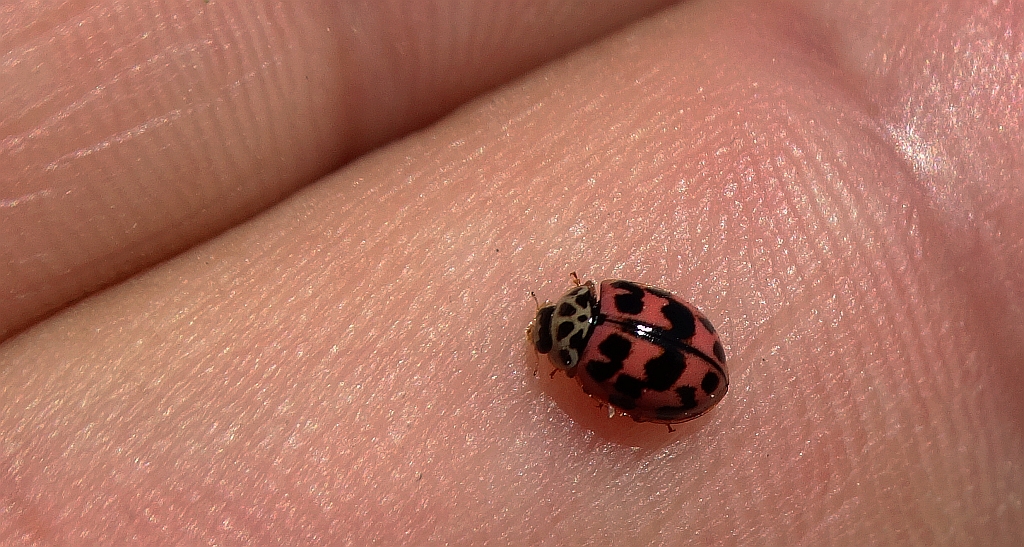 Biedronka azjatka, arlekin (Harmonia axyridis)
