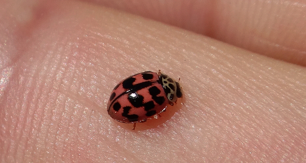Biedronka azjatka, arlekin (Harmonia axyridis)