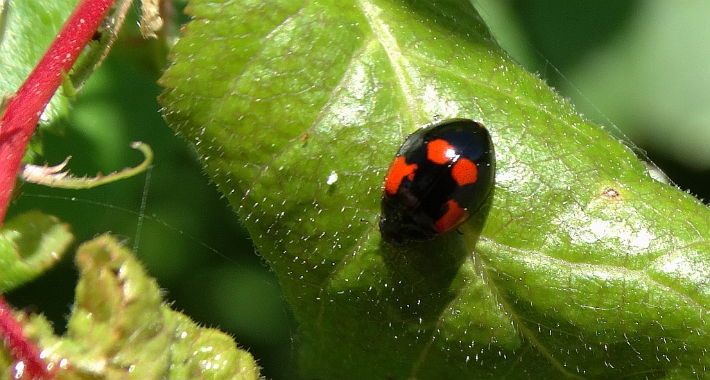 Biedronka dwukropka (Adalia bipunctata)