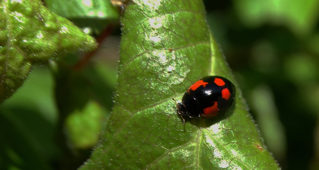 Biedronka dwukropka (Adalia bipunctata)