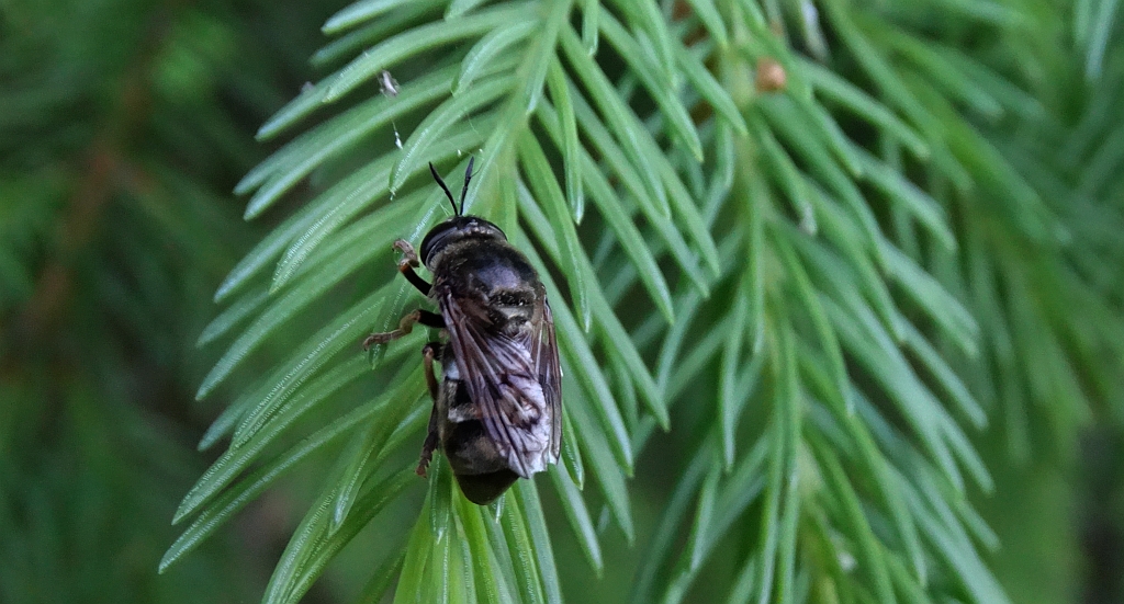 Borecznik sosnowiec (Diprion pini)