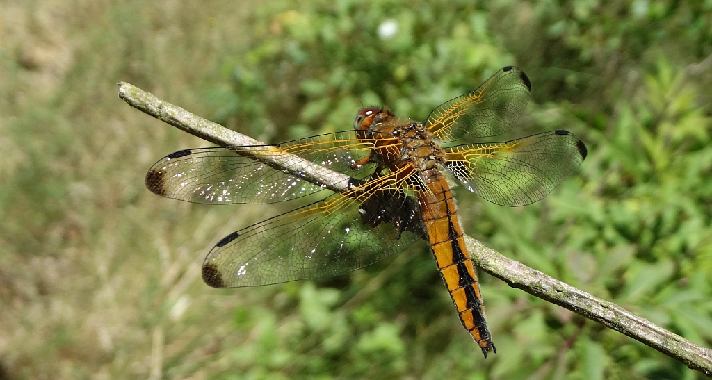 Ważka żółta, ważka ruda (Libellula fulva)