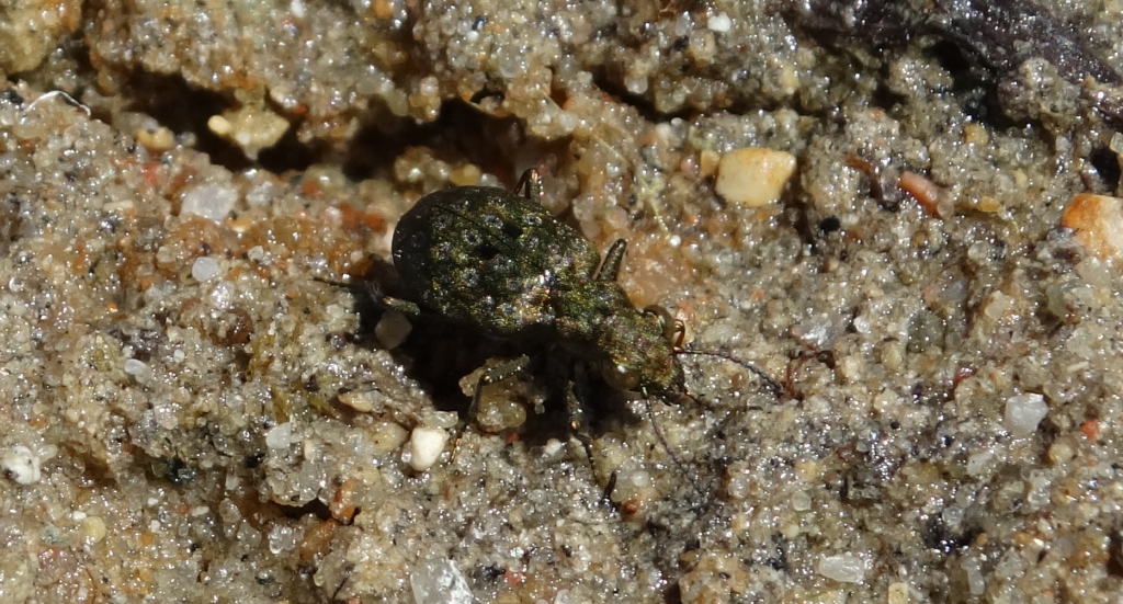 Pierzchotek - Elaphrus cupreus