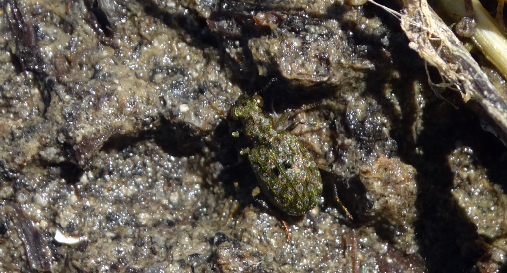 Pierzchotek - Elaphrus cupreus