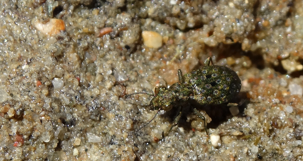 Pierzchotek - Elaphrus cupreus