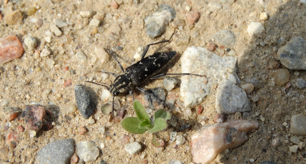 Drzeworadek topolowy (Rusticoclytus rusticus)