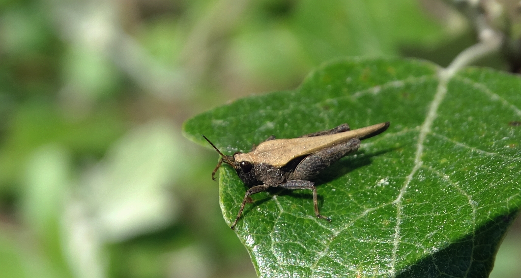 Skakun szydłówka (Tetrix subulata)