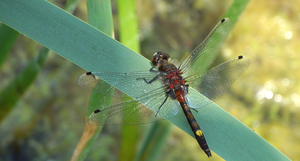 Zalotka większa (Leucorrhinia pectoralis)