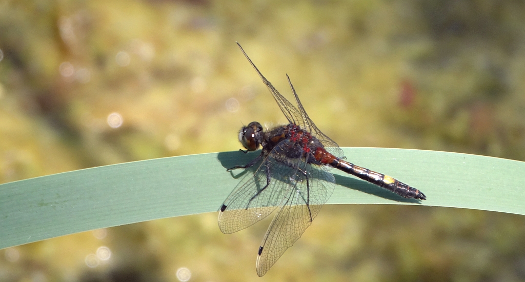 Zalotka większa (Leucorrhinia pectoralis)
