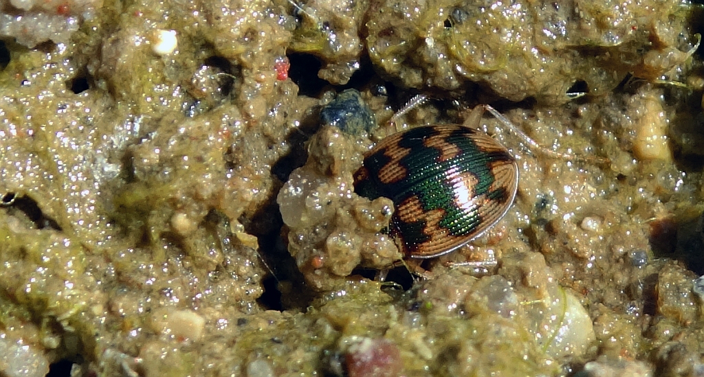 Owalnik nadwodny (Omophron limbatum)