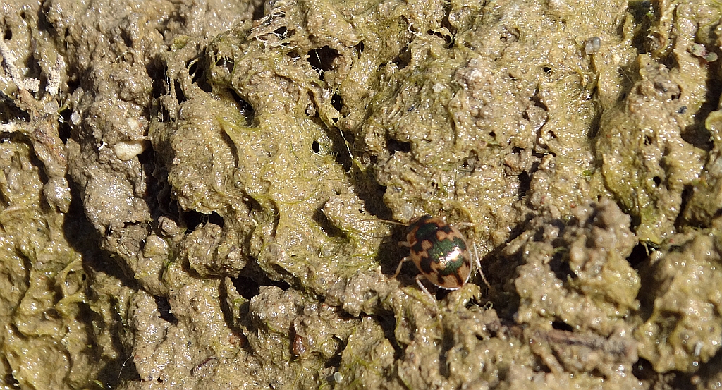 Owalnik nadwodny (Omophron limbatum)