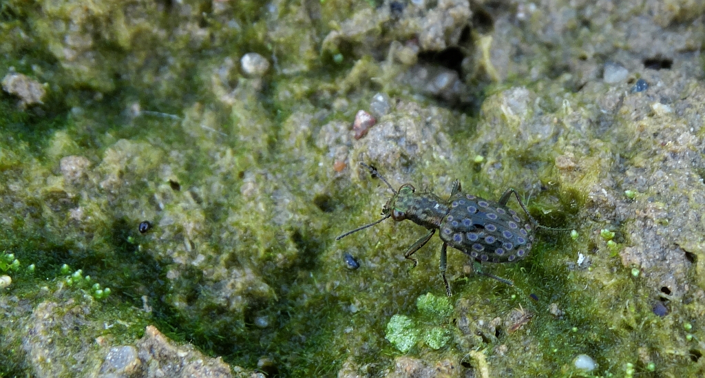 Pierzchotek pobrzeżnik (Elaphrus cupreus)
