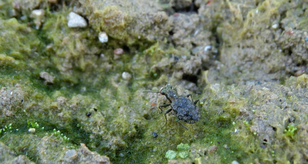 Pierzchotek pobrzeżnik (Elaphrus cupreus)