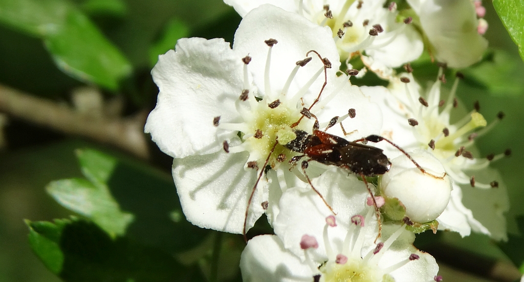 Kurtek mniejszy (Molorchus minor)