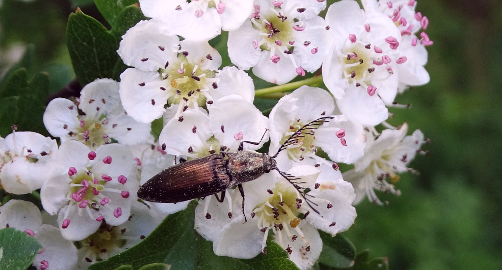 Zaciosek grzebykoczułki (Ctenicera pectinicornis)