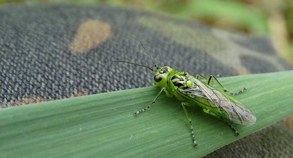 Szczerbatek zielony (Rhogogaster viridis)