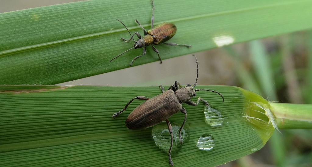 Rzęsielnica mannówka (Donacia semicuprea) i rzęsielnica - Donacia cinerea