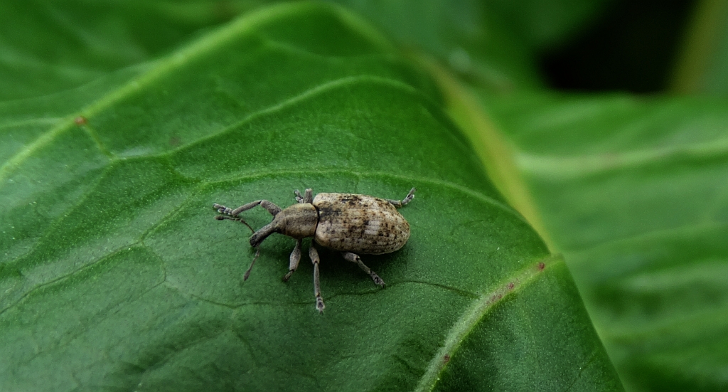 Ryjkowiec - Hypera rumicis (być może)